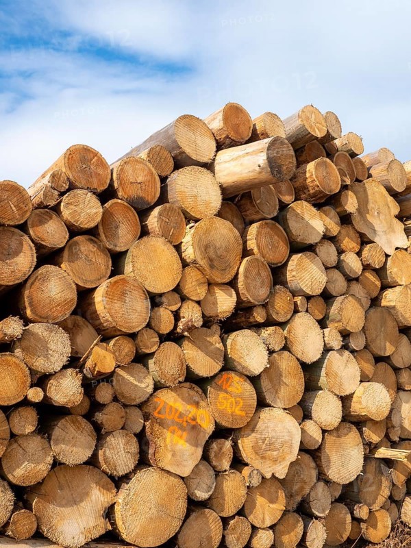 Sawn spruce logs, bark beetle wood, Germany