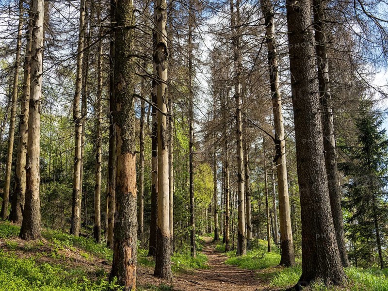 Spruce forest infested by bark beetles, tree trunks with sloping bark, Zittau Mountains, things, Germany