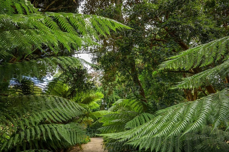 Tree Ferns, National Botanic Gardens, Kilmacurragh, Dunganstown, County Wicklow, Ireland