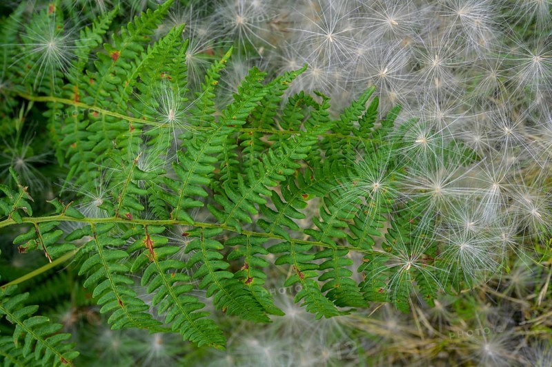 Fern and white fluffy seeds, Killary fjord viewpoint, Bundorragha, County Mayo, Ireland