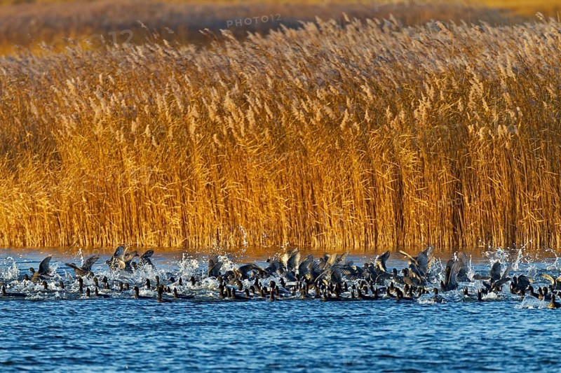 Coots (Fulica atra) fleeing from a white-tailed eagle, panic, fear, flock of birds, Germany