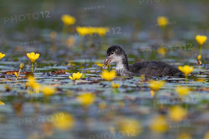 A juvenile coot (Fulica atra) foraging among flowering water lilies, yellow, coloured, Germany