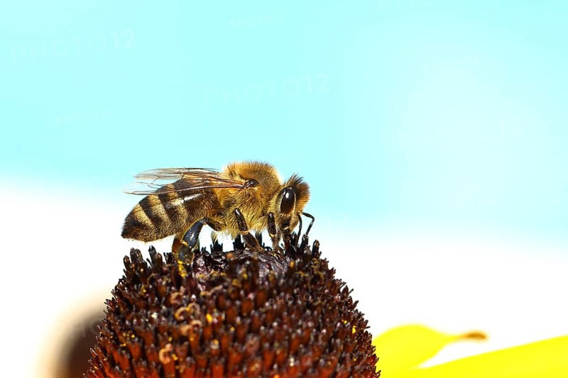 European honey bee (Apis mellifera), collecting nectar from a yellow coneflower (Echinacea paradoxa), macro photograph, Wilnsdorf, North Rhine-Westphalia, Germany