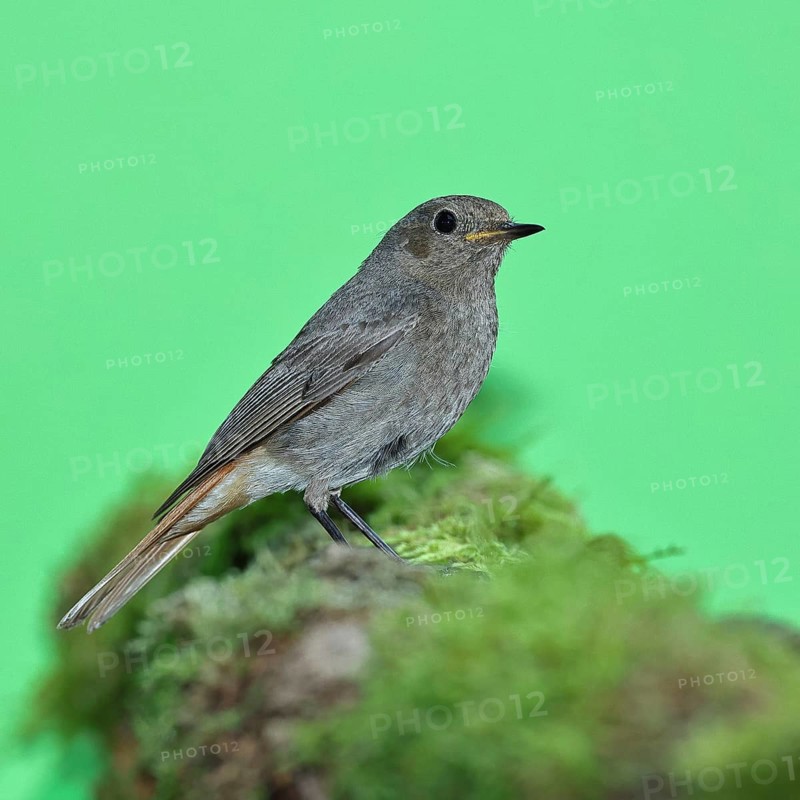 Black redstart (Phoenicurus ochruros), female on a moss-covered tree stump in a garden, Wilnsdorf, North Rhine-Westphalia, Germany