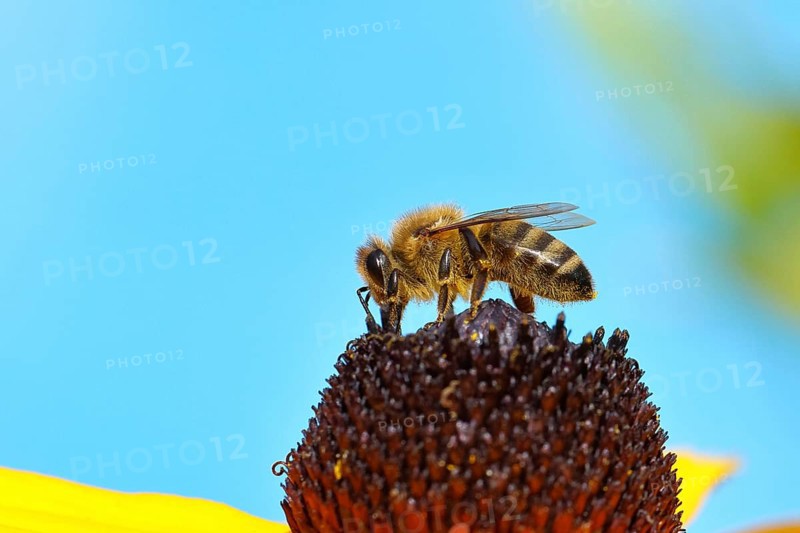 European honey bee (Apis mellifera), collecting nectar from a flower of the yellow coneflower (Echinacea paradoxa), macro photograph, Wilnsdorf, North Rhine-Westphalia, Germany