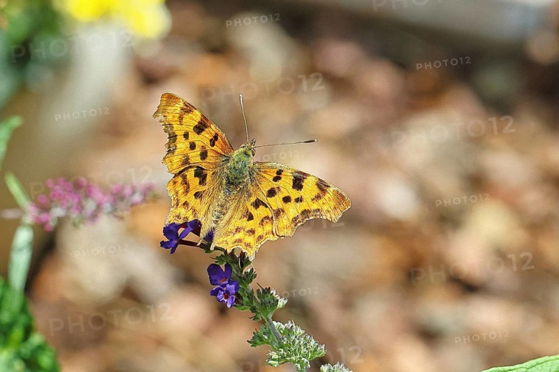 C-moth (Polygonia C-album), on butterfly bush (Buddleja davidii), close-up, macro photo, Wilnsdorf, North Rhine-Westphalia, Germany