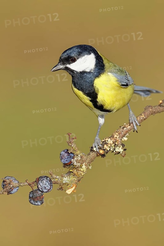 Great tit (Parus major), sitting on a branch in a blackthorn bush, (Prunus spinosa), sloes, with ripe fruit, autumn, wildlife, animals, tit family, songbird, birds, Wilnsdorf, North Rhine-Westphalia, Germany