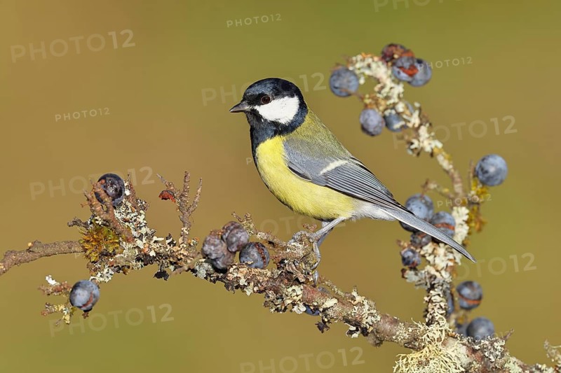 Great tit (Parus major), sitting on a branch in a blackthorn bush, (Prunus spinosa), sloes, with ripe fruit, autumn, wildlife, animals, tit family, songbird, birds, Wilnsdorf, North Rhine-Westphalia, Germany