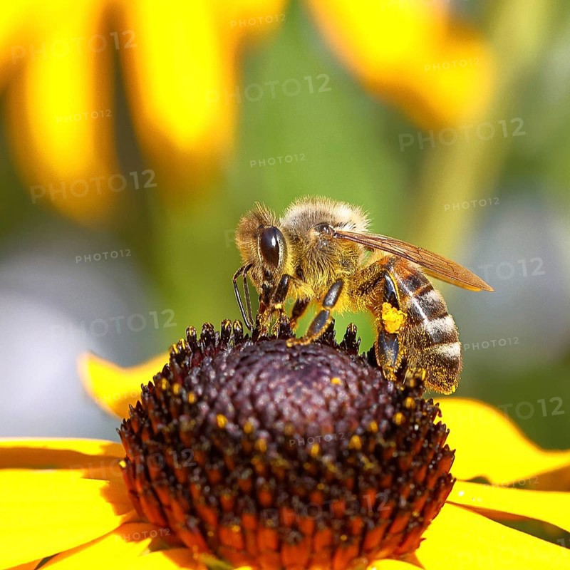 European honey bee (Apis mellifera), collecting nectar from a flower of the yellow coneflower (Echinacea paradoxa), with pollen panties and covered with pollen on the body, macro photograph, Wilnsdorf, North Rhine-Westphalia, Germany