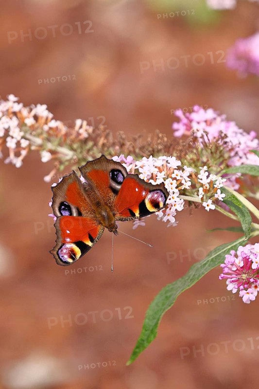 Peacock butterfly (Inachis io) sucking nectar on butterfly bush (Buddleja davidii), in a natural environment in the wild, close-up, wildlife, insects, butterflies, butterflies, Wilnsdorf, North Rhine-Westphalia, Germany