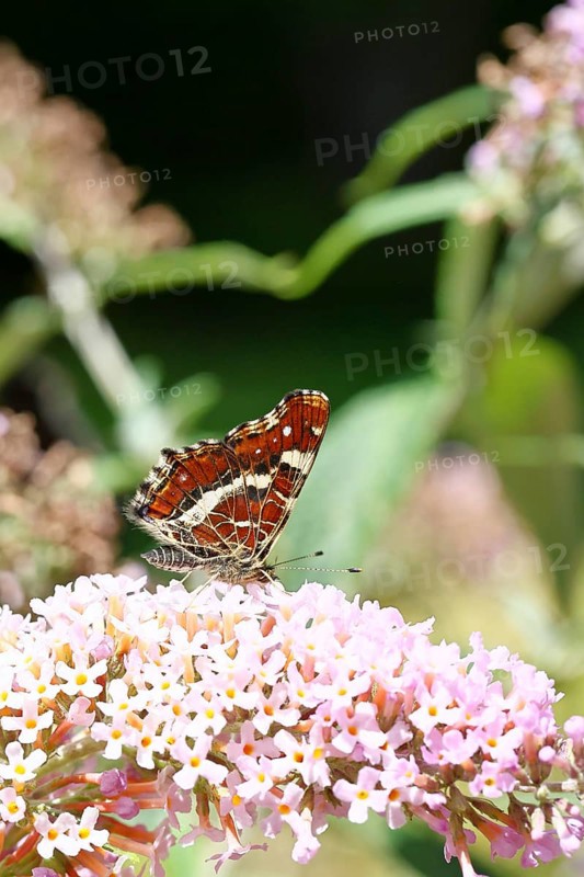 Land carder (Araschnia levana), summer generation, closed wings, underside of wings, on a summer lilac (Buddleja davidii), butterfly lilac, in a natural environment in the wild, close-up, wildlife, insects, butterflies, butterfly, Wilnsdorf, North Rhine-Westphalia, Germany