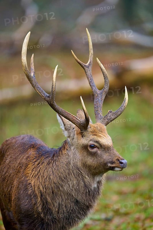 A stag with imposing antlers stands in the greenery, surrounded by forest, sika deer (Cervus nippon), Hesse, Germany