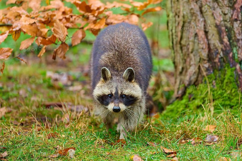 A raccoon inspects the area under a tree in the forest, raccoon (Procyon lotor), autumn, Germany