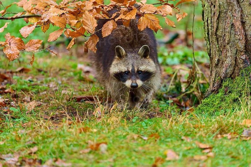 A raccoon under a tree with autumn foliage, raccoon (Procyon lotor), autumn, Germany