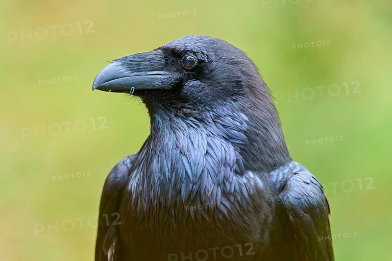 Close-up of a raven with detailed plumage against a blurred yellow and green background, Raven (Corvus corax), Hesse, Germany
