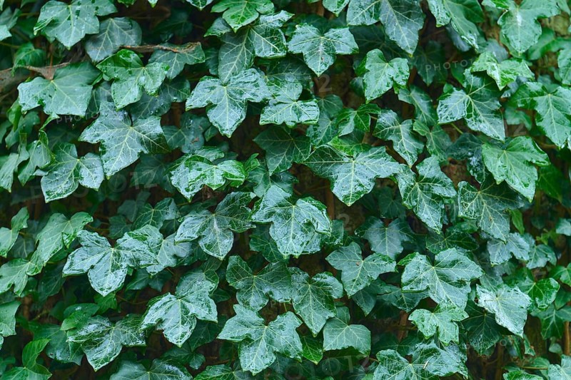 Green ivy with numerous leaves covers an area, radiates freshness and liveliness, Hesse, Germany