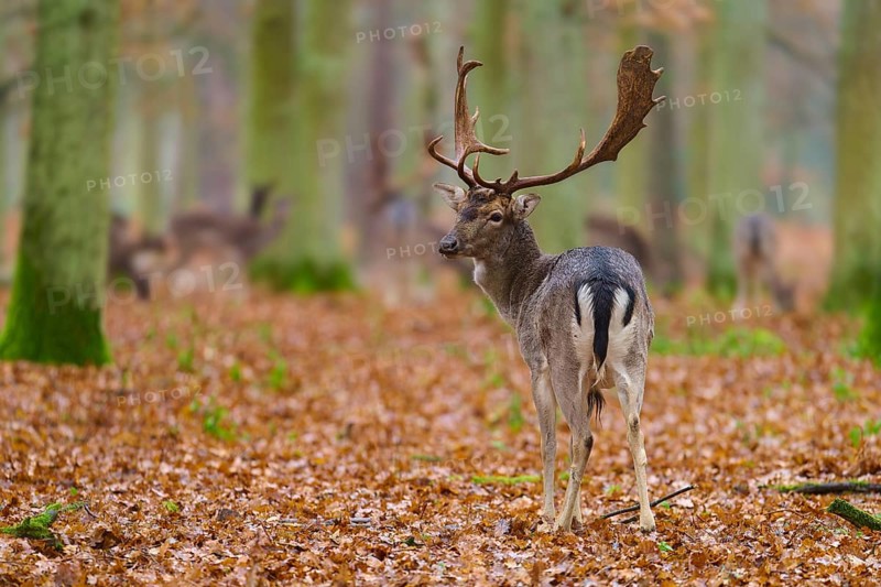 Stag standing on autumn ground in the forest, surrounded by trees, impressive antlers, European fallow deer (dama dama), Hesse, Germany