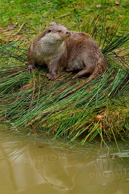 An otter on the lakeshore with its reflection in the water, otter (Lutra lutra), Hesse, Germany