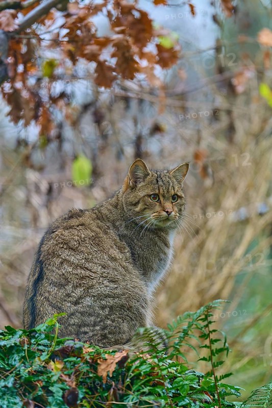 A cat sits attentively on a hill surrounded by autumn leaves and nature, European wildcat (Felis silvestris silvestris), Hesse, Germany