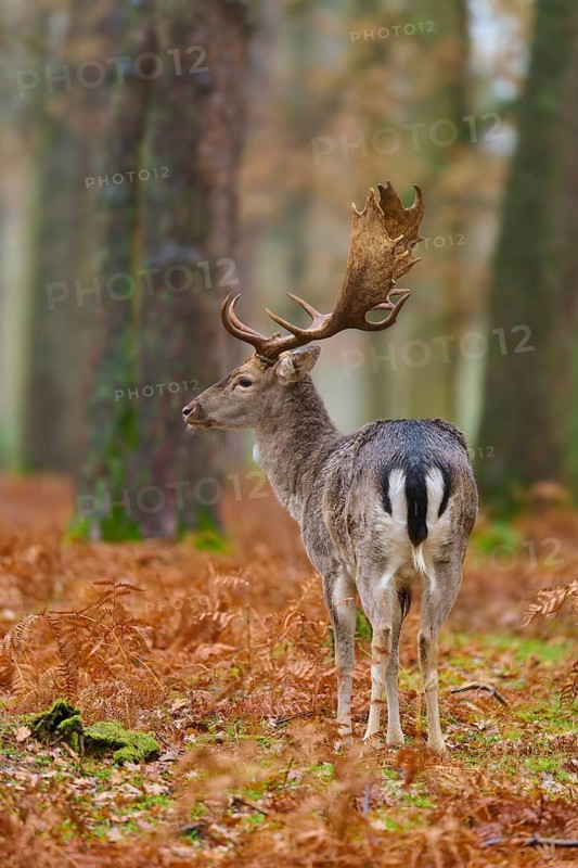 Stag seen from behind in the forest, magnificent antlers, foliage on the ground, European fallow deer (dama dama), Hesse, Germany