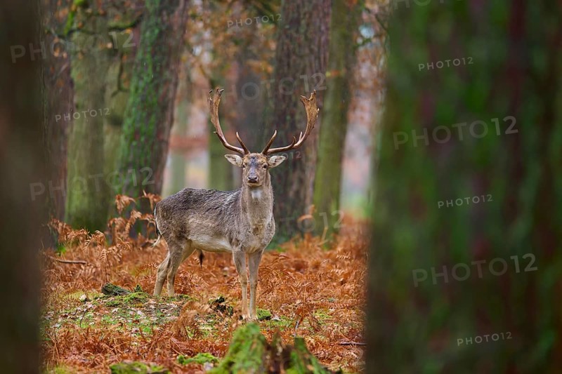 Standing stag in autumnal forest, surrounded by trees, magnificent antlers, European fallow deer (dama dama), Hesse, Germany