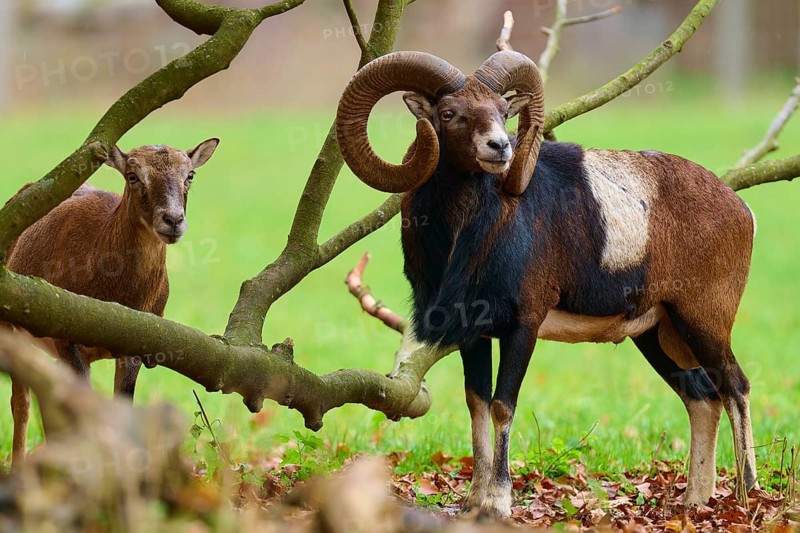 A pair of mouflons standing close together under autumnal trees in a meadow, European mouflon (Ovis aries musimon), Hesse, Germany