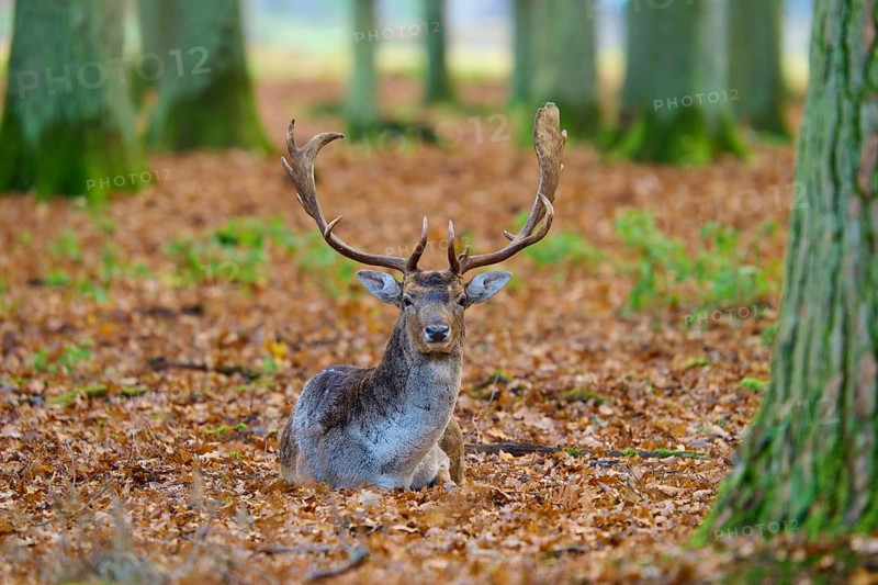 Stag sitting in the forest on leafy ground, with magnificent antlers, surrounded by trees, European fallow deer (dama dama), Hesse, Germany