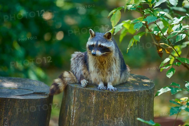A raccoon sitting on a tree stump in the forest, raccoon (Procyon lotor), autumn, Germany