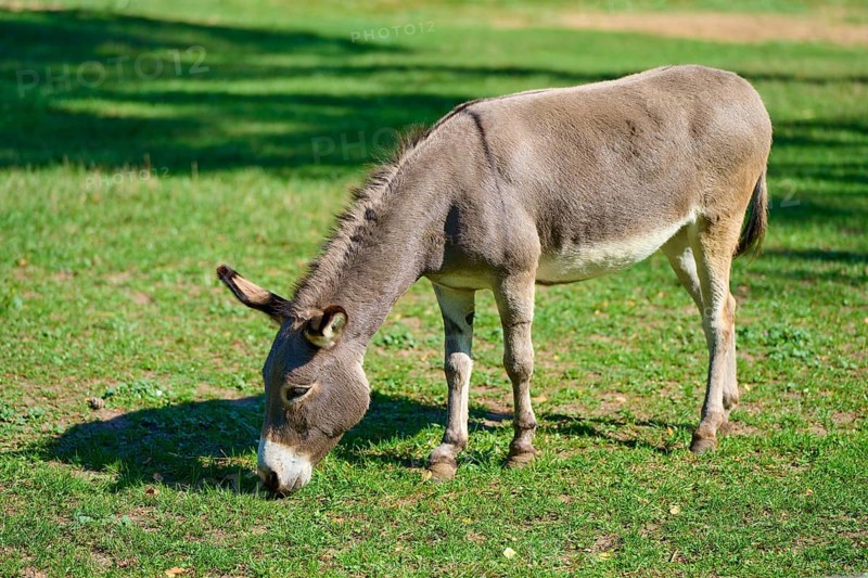 Donkey eating grass on a sunny meadow surrounded by summer landscape, Hesse, Germany