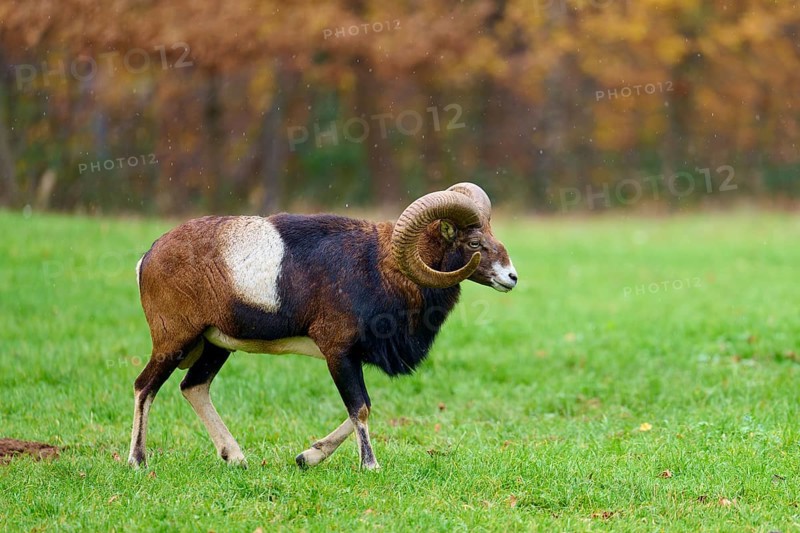 A mouflon with distinctive horns walks on a green meadow in the light rain, European mouflon (Ovis aries musimon), Hesse, Germany