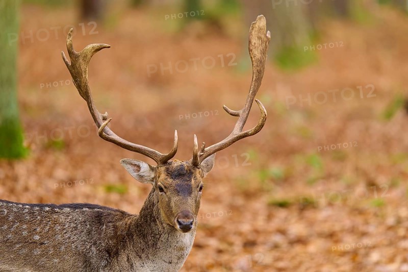 Stag with magnificent antlers in an autumn forest, European fallow deer (dama dama), Hesse, Germany