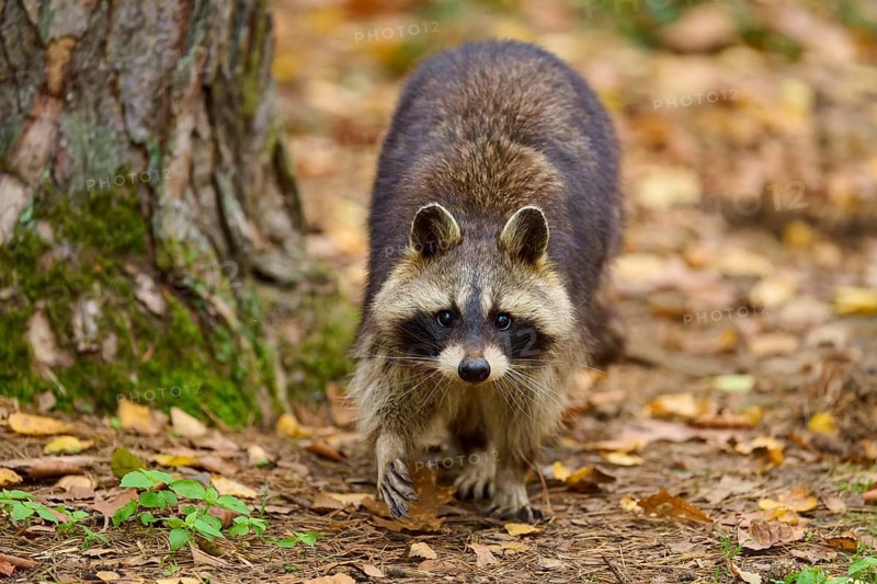 A raccoon walks on a leafy ground in autumn forest, raccoon (Procyon lotor), autumn, Germany
