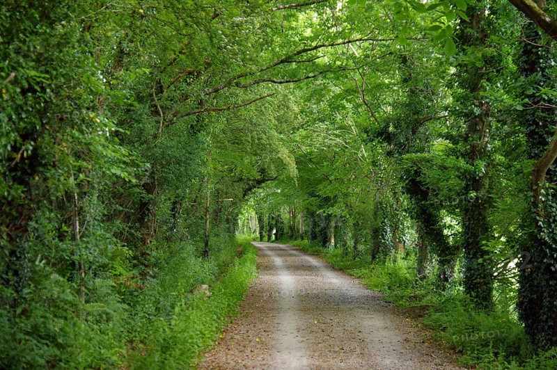 A quiet trail through a thick green forest under a canopy of leaves, Cornwall, Camel Trail, United Kingdom