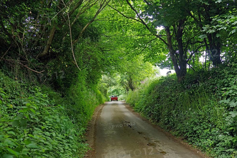 A narrow road leads through a dense green forest in daylight, Cornwall, United Kingdom