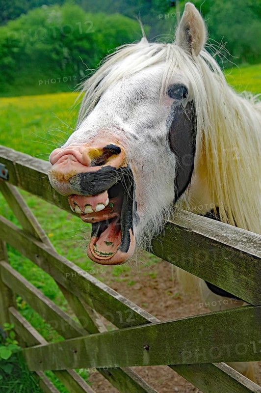 A white horse makes a funny face behind a wooden fence in a green field, humor, Irish Tinker, Cornwall, Great Britain