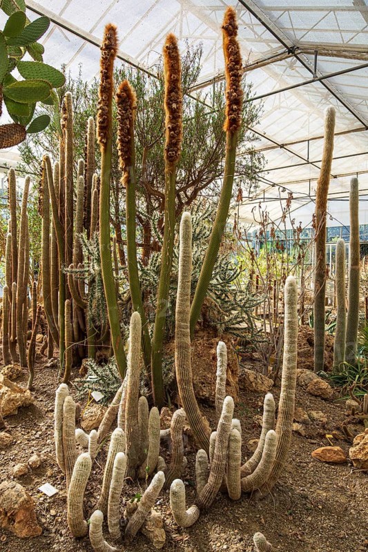 Cultivation of cacti, greenhouse, botanical garden, Cactus y Otras Suculentas 'Mora i Bravard', village Casarabonela, Andalusia, Spain