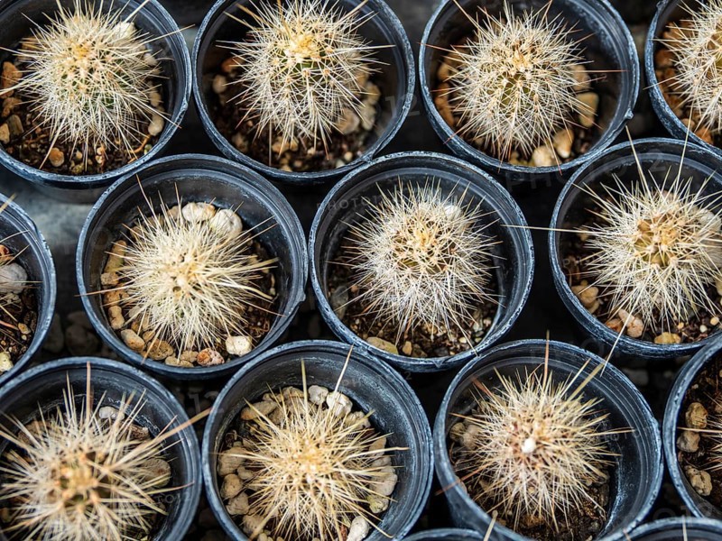 Cultivation of cacti, botanical garden, Cactus y Otras Suculentas 'Mora i Bravard', village Casarabonela, Andalusia, Spain
