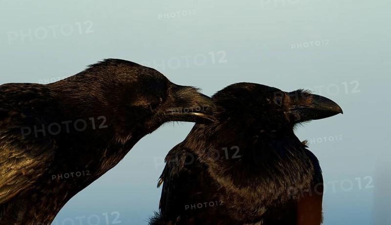 Raven (Corvus corax), social body plough, semi-desert, Fuerteventura, Spain