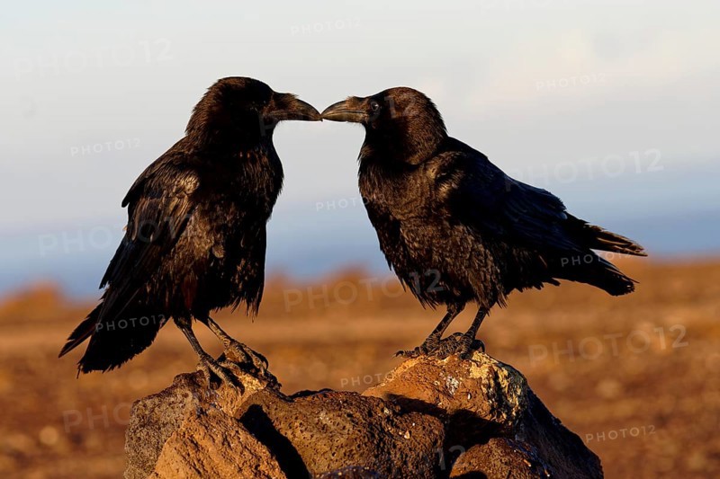 Raven (Corvus corax), pair, semi-desert, Fuerteventura, Spain