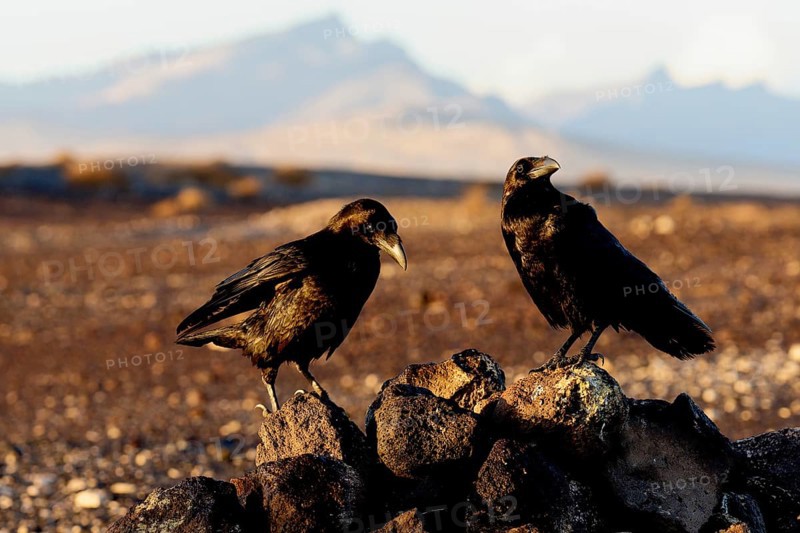 Raven (Corvus corax), semi-desert, Fuerteventura, Spain