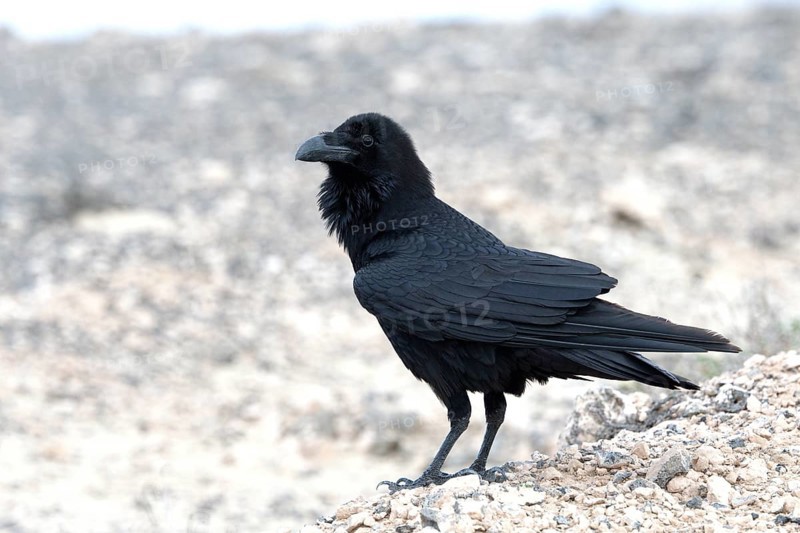 Common raven (Corvus corax) Semi-desert, Fuerteventura, Spain