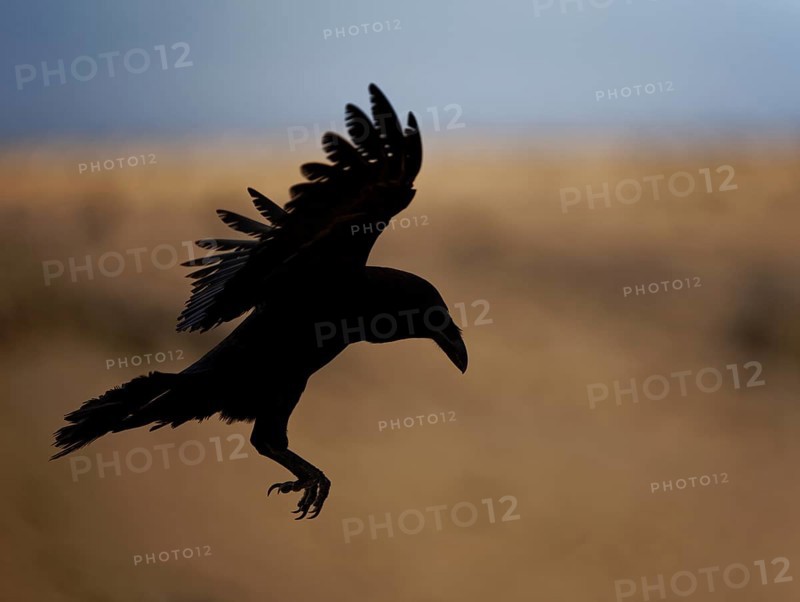 Raven (Corvus corax), backlight, silhouette, Fuerteventura, Spain