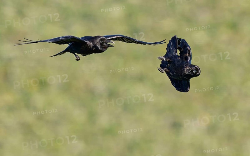 Common ravens (Corvus corax), flying games, Extremadura, Spain