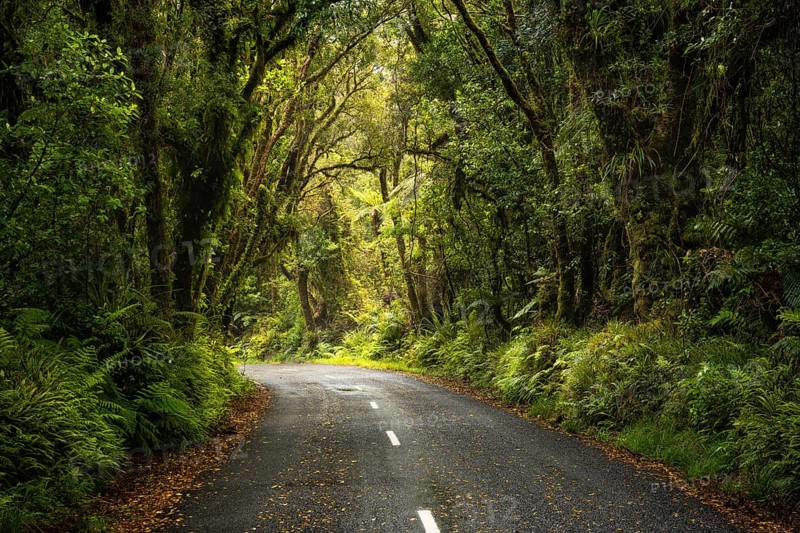 Road to North Egmont Visitor Centre. Forest with gnarled trees, mosses, ferns and lichens. Egmont National Park, Taranaki Region, North Island, New Zealand