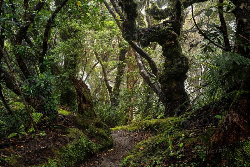Forest path, gnarled tree, mosses, ferns, lichens. Egmont National Park, Taranaki Region, North Island, New Zealand