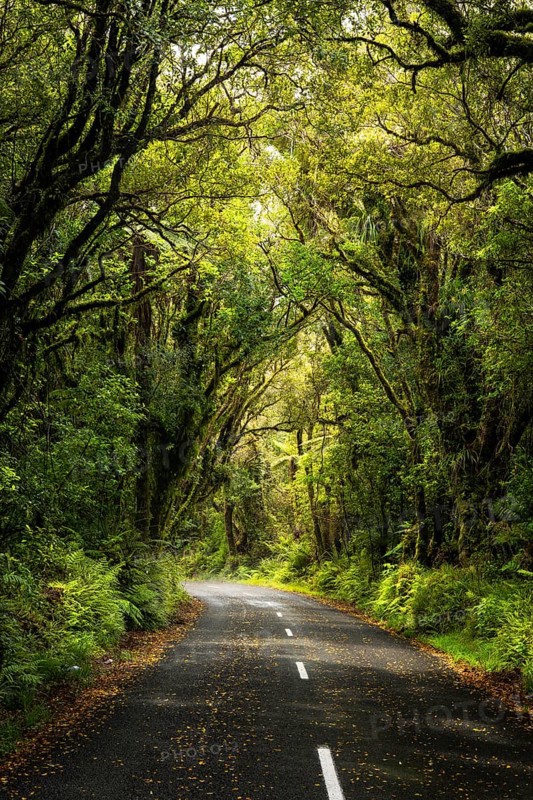 Road to North Egmont Visitor Centre. Forest with gnarled trees, mosses, ferns and lichens. Egmont National Park, Taranaki Region, North Island, New Zealand