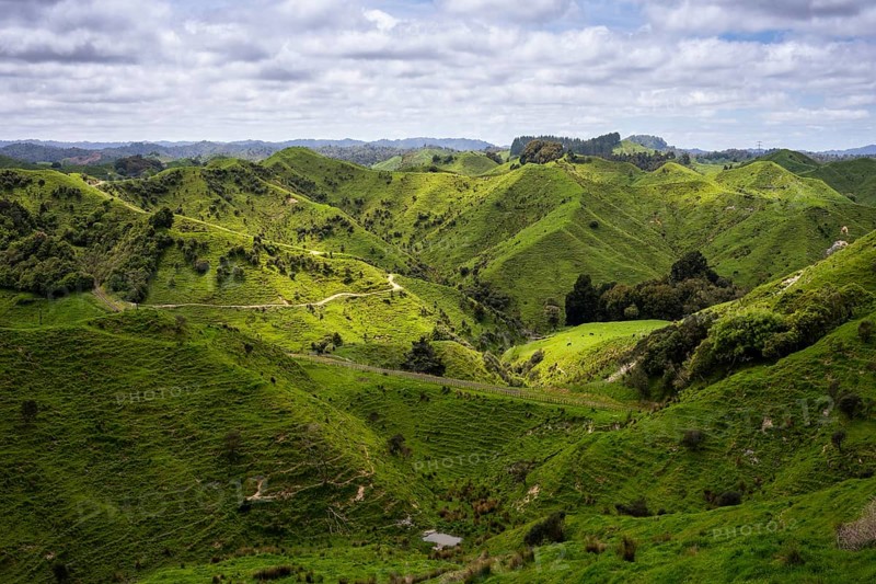 Hilly landscape with meadows along State Highway 43 (SH 43), also known as the Forgotten World Highway. North Island, New Zealand