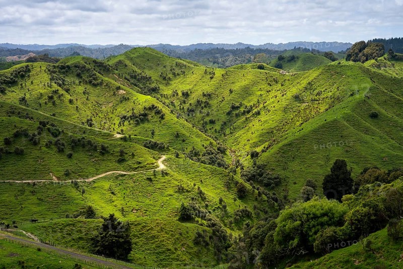 Hilly landscape with meadows and trees along State Highway 43 (SH 43), also known as the Forgotten World Highway. North Island, New Zealand