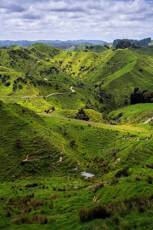 Hilly landscape with meadows along State Highway 43 (SH 43), also known as the Forgotten World Highway. North Island, New Zealand