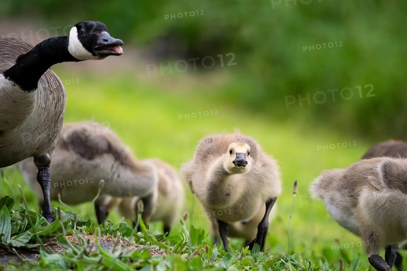 Canada goose (Branta canadensis) and chicks in a meadow. Lake Mangamahoe, North Island, New Zealand